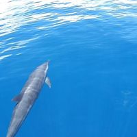 GENEVIEVE ROBIC's Photo