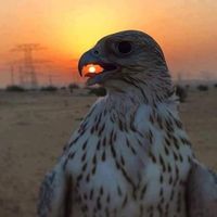 Fotos de swaroop singh