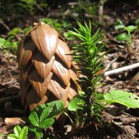 Cristian Sáez Jara's Photo