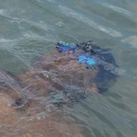 Asitav Sahoo's Photo