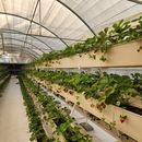 Pick Your Own Strawberries's picture