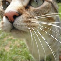 german Meneses's Photo