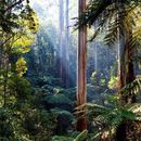 Foto de Mount Dandenong Hike