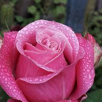 Mahdi Fazel的照片