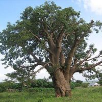 marina Farella's Photo