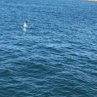 Bayan Al-hinde的照片