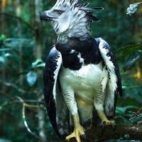 Joelcio Pinto's Photo