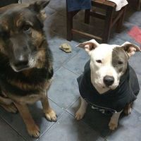 Dylan Noel Pierucci的照片