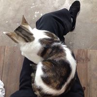 Enrico Della Torre的照片