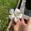 фотография Sunny Day Picnic