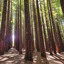 Redwood Forest 's picture