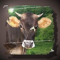 André Graff的照片