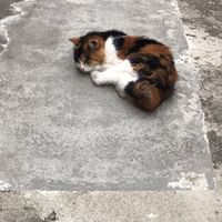 Nakayama Yao's Photo