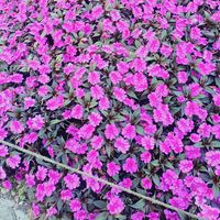 Susanne Bieli's Photo