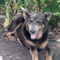 Boomer Brown's Photo