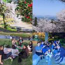 Bilder von Cherry Blossom Picnic