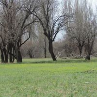 Mohsen Safari's Photo