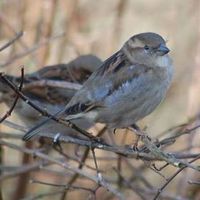 Photos de Ingster Allan