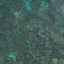 Long Weekend Freediving in Blue Hole's picture