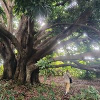 Gephy Dominicus的照片