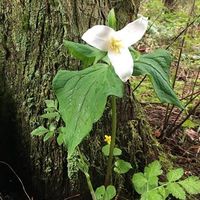 Fotos de Sheefra Blumenthal