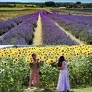 Day Trip to Sunflower & Lavender Fields's picture