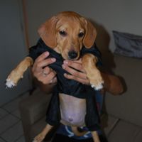 Lais Oliveira的照片