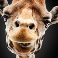 Photos de Antonio Giannini