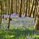 Bluebells walk's picture