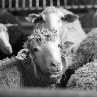 Anne Boisson的照片