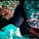 фотография Night dive, discovering the night life in the ocea