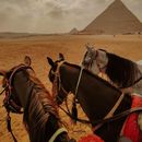 Pyramids Horses Riding In Cairo 's picture