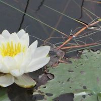 Selina McLachlan's Photo