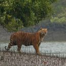 Exploring Sundarbans's picture