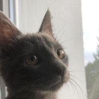 Maya Meissa的照片