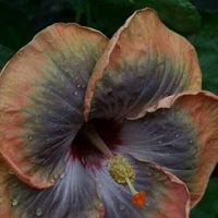 Fotos de Luna Campbell