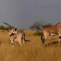 Tebibu Solomon's Photo