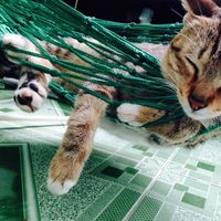 Amy Anh Nguyen's Photo