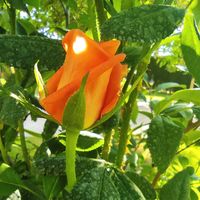 Soni Chispita Colorín's Photo