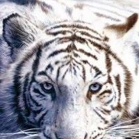 Лота Лотос's Photo