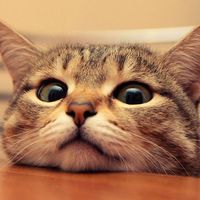 Günay Hüseynova的照片