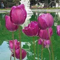 Nisa Baliyeva的照片