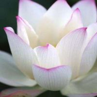 Kestas Balevicius's Photo