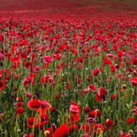 David Tanner's Photo