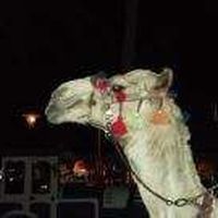 tarek elsabagh的照片