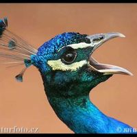 Le foto di Sagie Bar-Hama