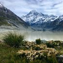 Trip To Lake Tekapo,Lake Pukaki, Mt.Cook's picture