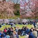 Cherry Blossom Picnic的照片