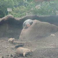 Pierre Choucroun的照片