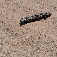 Teja Pallela's Photo